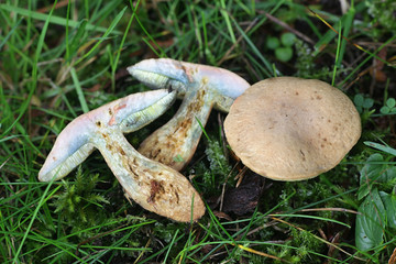 Hortiboletus bubalinus, a bolete mushroom from Finland with no common english name