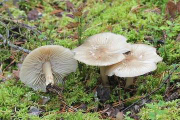 Clitocybula platyphylla (previously Megacollybia platyphylla), known as Whitelaced Shank mushroom or Platterful mushroom
