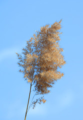 Fototapeta na wymiar a dried reed flower on blue sky background