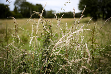 Tall grass in a field