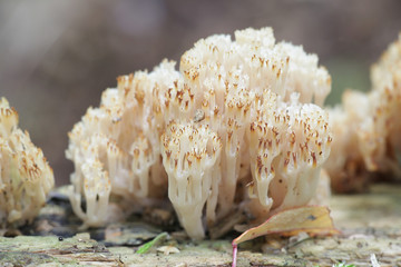 Artomyces pyxidatus, commonly called crown coral or crown-tipped coral fungus, wild mushroom from Finland