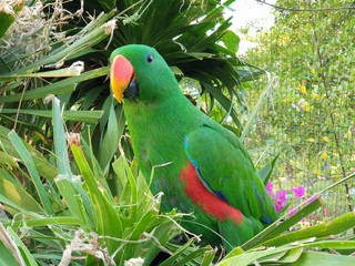 colorful parrot