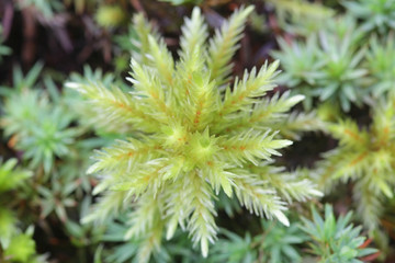 Climacium dendroides, known as the tree climacium moss or tree-moss, a moss species within the family Hypnaceae, in the class Bryopsida, subclass Bryidae and order Hypnales.