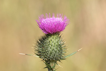 Cirsium vulgare, known as the spear thistle, bull thistle or common thistle, wild plant from Finland
