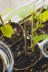 seedlings in peat pots.Baby plants seeding, black hole trays for agricultural seedlings.The spring...