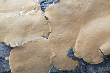 Phellinus conchatus, a bracket fungus from Finland with no common english name