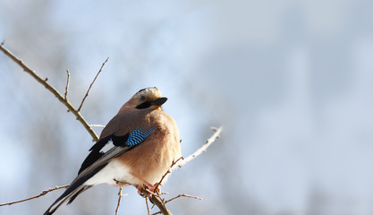 Jay on a thin branch sideways to the camera, on a blurry sky background...