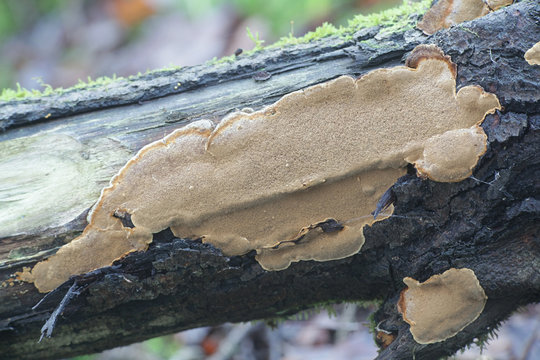 Phellinus conchatus, a bracket fungus from Finland with no common english name
