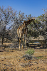 Naklejka na ściany i meble African Giraffe (Giraffa camelopardalis) in South Africa. The giraffe is the tallest land mammal in the world. Giraffes are herbivores, eating leaves off trees.