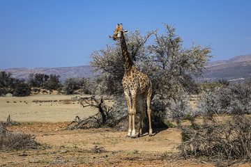 African Giraffe (Giraffa camelopardalis) in South Africa. The giraffe is the tallest land mammal in the world. Giraffes are herbivores, eating leaves off trees.