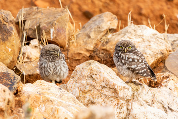 Little owl, Athene noctua, two chickens basking on rocks.