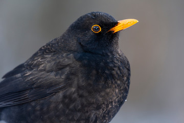 Common blackbird, Turdus merula, portrait of a male on a uniform background.