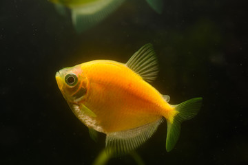 Obraz na płótnie Canvas Colorful fish in the aquarium