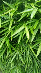 Bamboo tree leaves are green
