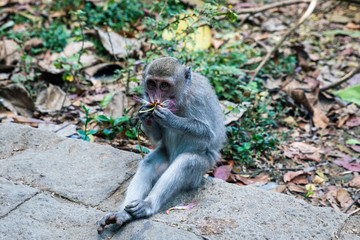 portrait of macaque monkey sniffing a pink flower
