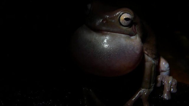 Australian green tree frog tree frog singing his song at night