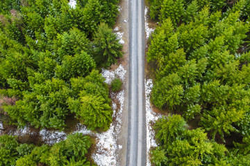 a winter needle forest with a path in the middle from above