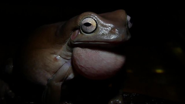 Australian green tree frog tree frog singing his song at night