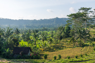 Fototapeta na wymiar rural landscape with rice fields, trees and blue sky