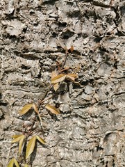 texture of bark of a tree