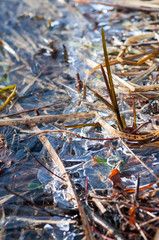 Abstract shape ice over young and dried reed plants on a lake. frozen reed stems