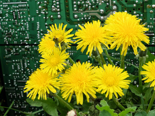 Wildflowers on the background of a computer circuit board.