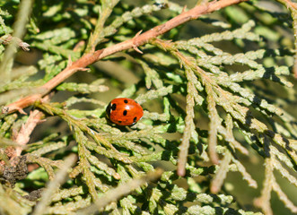 Fototapeta premium lady bug sitting on pine tree needles, close up background
