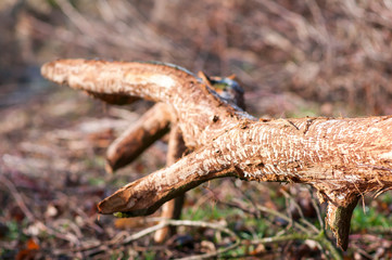 Eurasian beaver cuts on the tree. Beaver damage. traces of beaver teeth on a felled tree