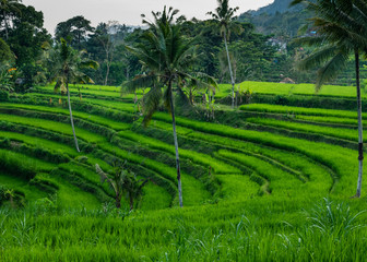 rice terraces in bali indonesia