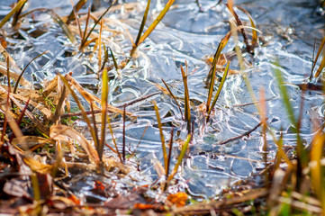 Abstract shape ice over young and dried reed plants on a lake. frozen reed stems