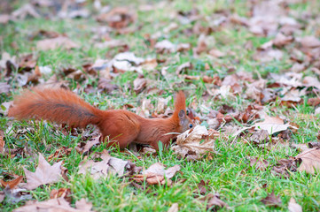 Red squirrel or Eurasian red squirrel (Sciurus vulgaris)