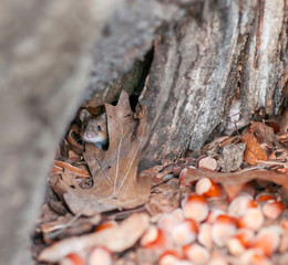 striped field mouse (Apodemus agrarius) in a tree hole with hazelnuts.