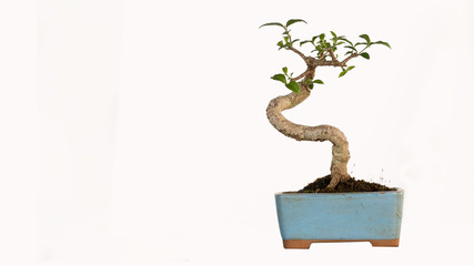 Bonsai trees in pots that cut the background off, made a white background