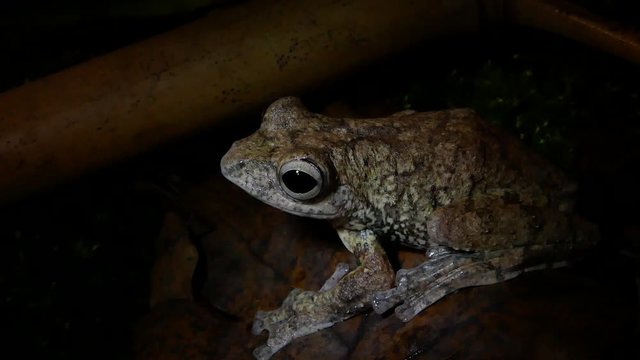 Flying frog Rhacophorus annamensiss