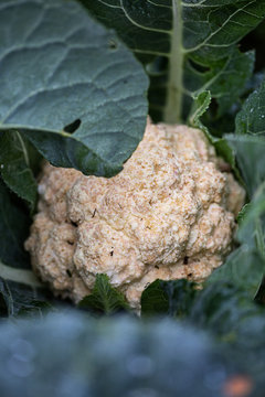 close up of a coliflor