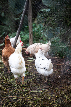 chichens
