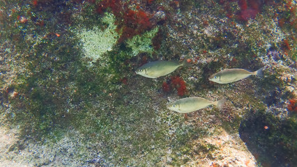 Greece Crete island South Crete Foteinari beach
