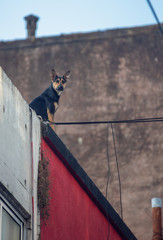 Curious dog on a roof