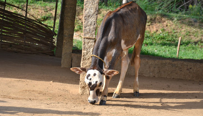 cow calf in a rural household in an Indian village