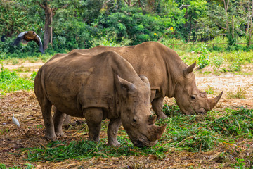Close up photo of an endangered rhino