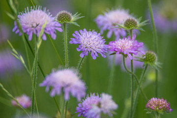 Purple and violet blossoming Chives flowers in meadow fields at Spring, details, closeup