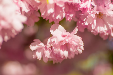 Sakura blossom flowers