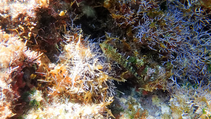 Greece Crete island South Crete Foteinari beach