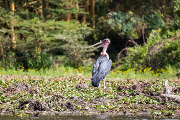 Large marabou hunts near the water
