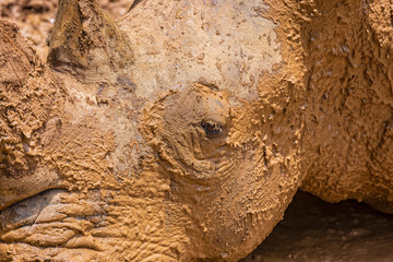 Obraz premium Close up photo of an endangered rhino