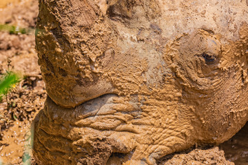 Obraz premium Close up photo of an endangered rhino