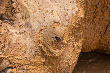 Obraz premium Close up photo of an endangered rhino