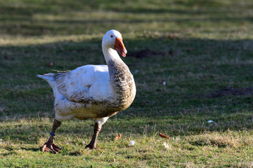 Weiße Pommerngans auf einem Bauernhof	