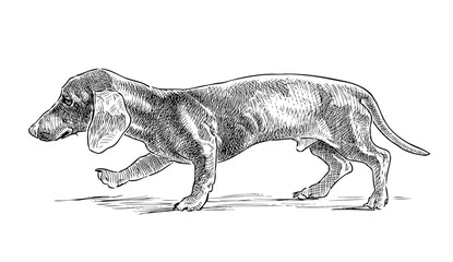 Freehand drawing of walking cute dachshund