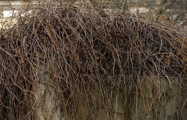 Fototapeta premium Dry plants hanging on old fence